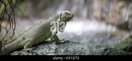 Huge green iguana with long legs near the waterfall in the forest Stock Photo