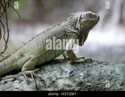 large green iguana with long legs near the waterfall of forest Stock Photo