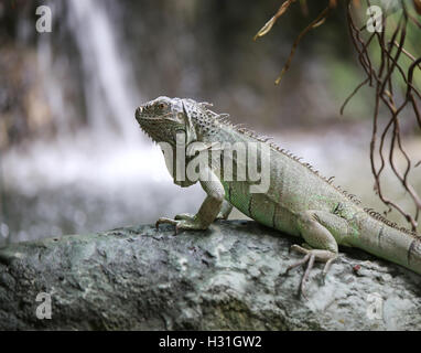 green iguana with long legs near the waterfall in the forest Stock Photo