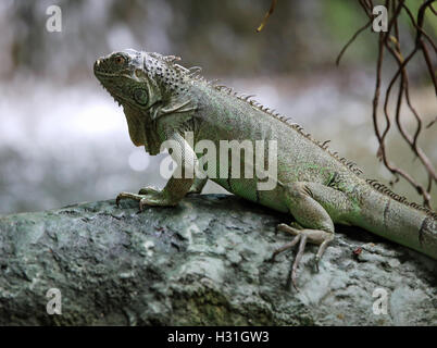 green iguana with long legs near the cascade of tropical forest Stock Photo