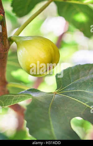 Closeup of green fig and leaf on fig tree. Copy space Stock Photo