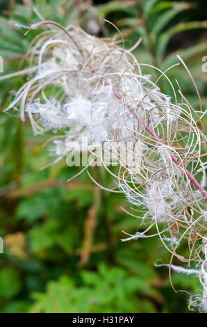 Close-up of fireweed seedheads. Stock Photo