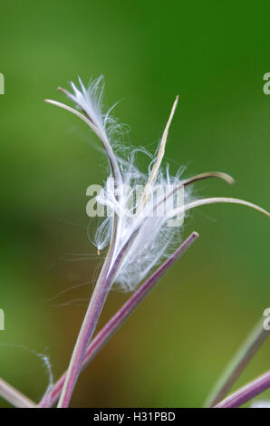 Close-up of a fireweed seedhead. Stock Photo