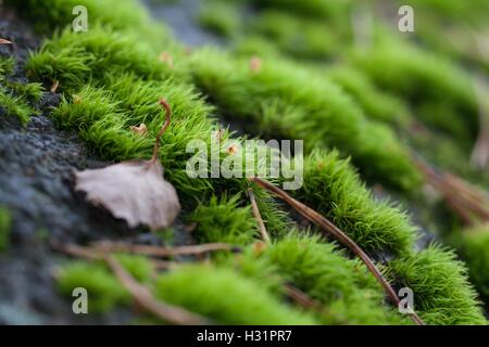 Green moss on stone Stock Photo