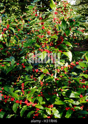 Leaves and berries of Ilex Verticillata 'Winter Red' , the Winterberry in autumn sunshine Stock Photo