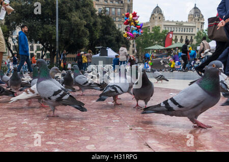 Many street pigeons (Columba livia domestica) at Plaça de Catalunya, Barcelona, Catalonia, Spain. Stock Photo