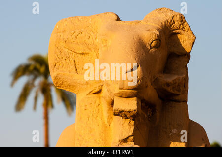 Egypt, Luxor. The Karnak Temple Complex in Luxor is dedicated to the god Amun, and is one of the most important in Egypt. Ram statues. Stock Photo