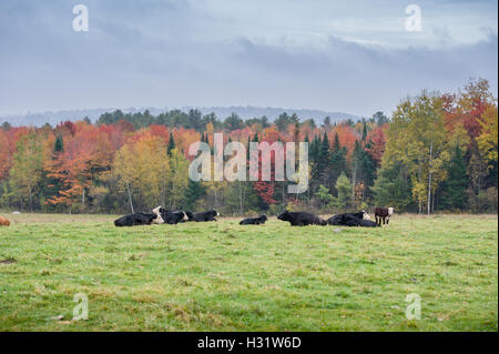 Dairy cattle lying in a field in front of fall foliage in Harrison, Maine. Stock Photo