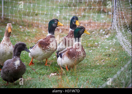 Mallard Ducks (Anas platyrhynchos) on a farm in Harrison, Maine. Stock Photo