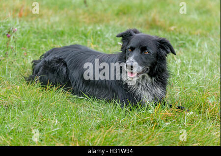 Border Collie (Canis lupus familiaris) laying in the grass on a farm in Harrison, Maine. Stock Photo
