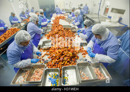 Lobster picking process in Saco, Maine Stock Photo