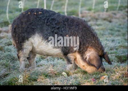 Mangalica Pigs on a farm in Freeport, Maine. Stock Photo