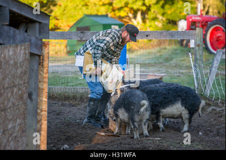 Mangalica Pigs feeding on a farm in Freeport, Maine. Stock Photo