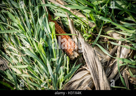 Cover crops growing over old corn stalks Stock Photo