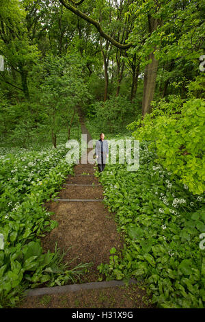 Narrow pathway with steps leading through dense emerald green vegetation of Longacre Wood with hiker among foliage in England