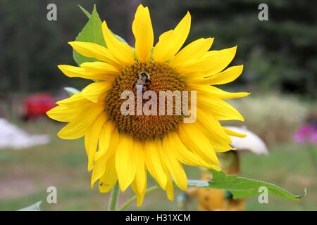 Bumblebee on a Sunflower Stock Photo