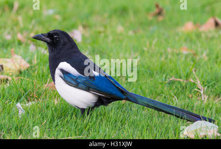 Eurasian Magpie bird (Pica pica) standing on grass in West Sussex, England, UK. Stock Photo