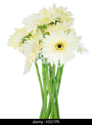 Beige gerbera flowers Stock Photo