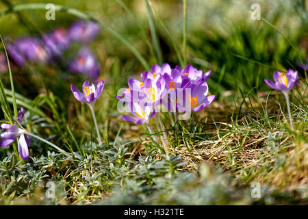 Crocus tommasinianus or early crocus in a Wiltshire garden, United Kingdom. Stock Photo