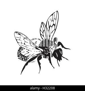 Vector engraving antique illustration of honey flying bee, isolated on white background. One flying bee Stock Vector
