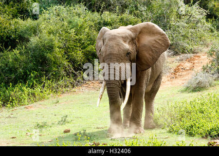 Brown Dust under my feet African Bush Elephant Stock Photo