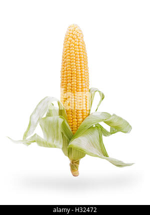 Ear of corn isolated on white Stock Photo