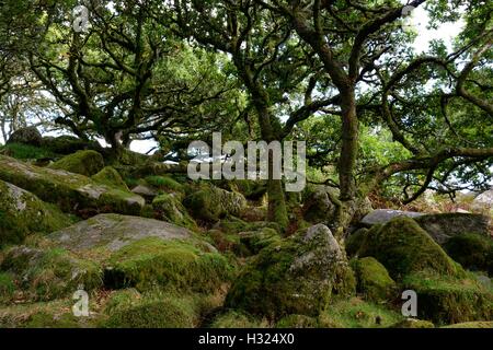 Wistmans Wood high altitude oakwood litchen and moss covered trees and granite boulders Dartmoor National park Devon England Stock Photo