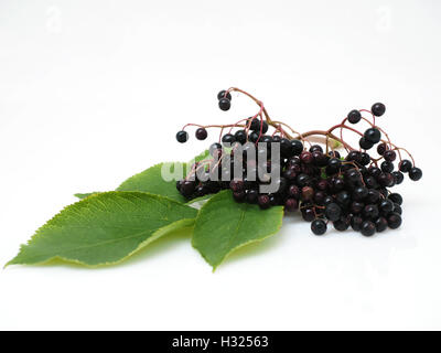 Save Download Preview Sambucus nigra - Elderberry on the white background Stock Photo