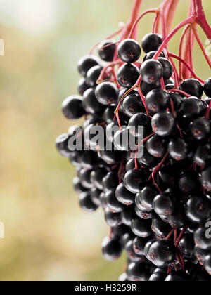 Save Download Preview Sambucus nigra - Elderberry Stock Photo