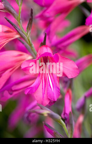 Gladiolus byzantinus flower. Stock Photo