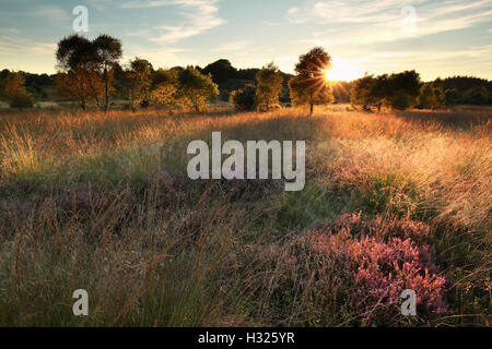 evening sunshine over marsh with flowering heather in summer Stock Photo