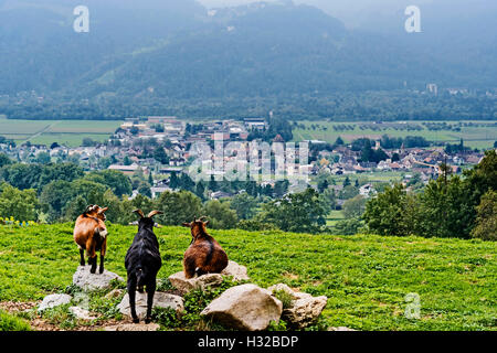 Heidiland near Maienfeld, Switzerland, Graubuenden; Heidiland, Schweiz Stock Photo