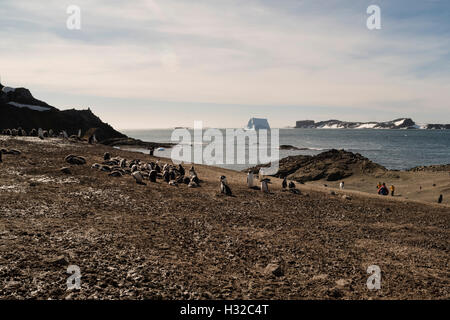 Penguins using creches to defend against Skuas Stock Photo