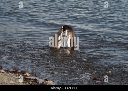 A gentoo penguin lures its offspring into the water with the promise of food - start of the weaning process Stock Photo