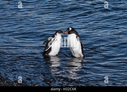 A gentoo penguin lures its offspring into the water with the promise of food - start of the weaning process Stock Photo