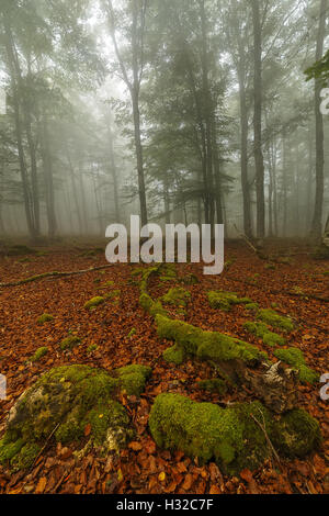 Misty forest in autumn Stock Photo