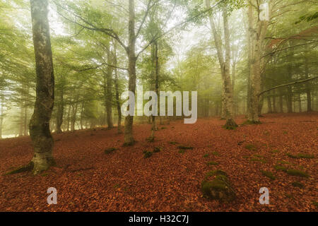 Misty forest in autumn Stock Photo