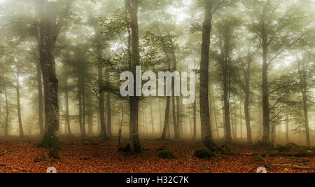 Misty forest in autumn Stock Photo