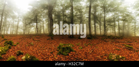 Misty forest in autumn Stock Photo