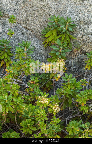 Western Labrador Tea, Rhododendron columbianum, Desolation Wilderness, Eldorado National Forest, California, USA Stock Photo