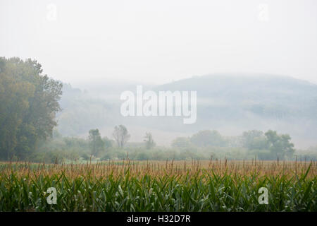 Corn field with hills in background in the fog. Stock Photo