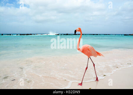 Flamingo on Renaissance Island, Aruba Stock Photo