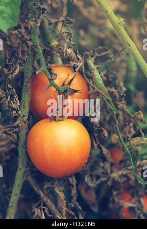 Organic tomato growth, ripe produce in vegetable garden Stock Photo