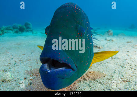 Male Broomtail Wrasse Cheilinus Lunulatus Stock Photo