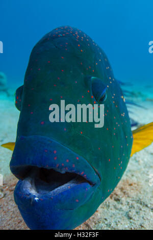 Male Broomtail Wrasse Cheilinus Lunulatus Stock Photo