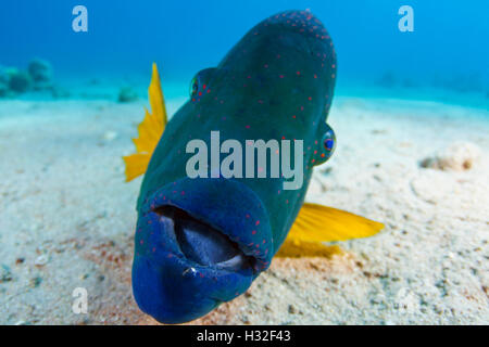 Male Broomtail Wrasse Cheilinus Lunulatus Stock Photo