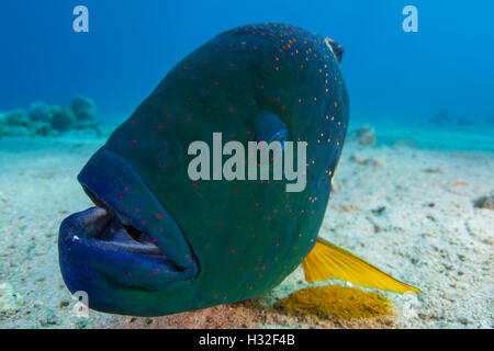 Male Broomtail Wrasse Cheilinus Lunulatus Stock Photo