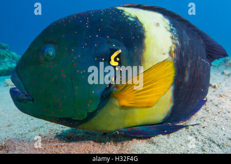 Male Broomtail Wrasse Cheilinus Lunulatus Stock Photo