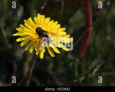 Leafcutter bee (Megachile sp) sitting in a yellow dandelion family flower (Hypochaeris sp) Stock Photo