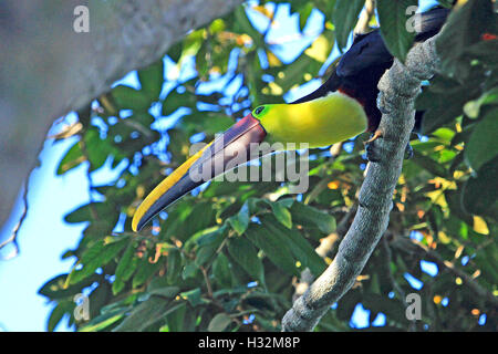 Chestnut mandibled Toucan or Swainson Toucan. Ramphastos swainsonii, from Central America, Costa Rica. Sitting on a tree. Stock Photo